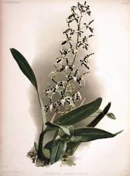 Prosthechea prismatocarpa als Syn.: Epidendrum prismatocarpum